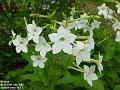 2002-0724Nicotiana